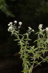 Whorled mountainmint